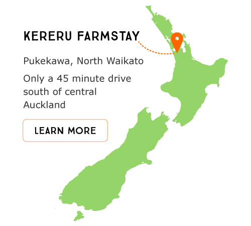 Kereru Farmstay is located in Pukekawa, North Waikato, only a 45 minute drive from central Auckland